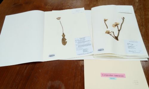 SQU Herbarium 